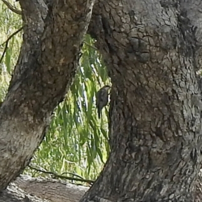 Cormobates leucophaea (White-throated Treecreeper) at Booth, ACT - 3 Mar 2021 by KMcCue