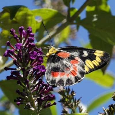 Delias harpalyce (Imperial Jezebel) at Hughes, ACT - 3 Mar 2021 by JackyF