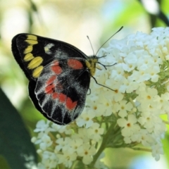 Delias harpalyce at Hughes, ACT - 3 Mar 2021 12:59 PM