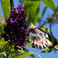 Delias harpalyce at Hughes, ACT - 3 Mar 2021 12:59 PM