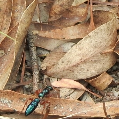 Diamma bicolor (Blue ant, Bluebottle ant) at Booth, ACT - 3 Mar 2021 by KMcCue