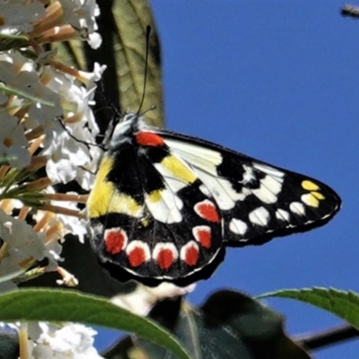 Delias aganippe (Spotted Jezebel) at Hughes, ACT - 3 Mar 2021 by JackyF