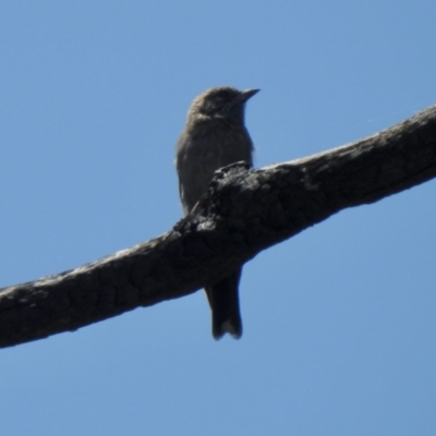 Artamus cyanopterus (Dusky Woodswallow) at Booth, ACT - 3 Mar 2021 by KMcCue