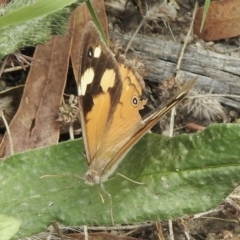 Heteronympha merope (Common Brown Butterfly) at Booth, ACT - 3 Mar 2021 by KMcCue