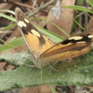 Heteronympha merope at Booth, ACT - 3 Mar 2021