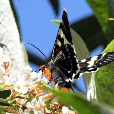 Phalaenoides glycinae (Grapevine Moth) at Hughes, ACT - 1 Mar 2021 by JackyF