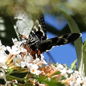 Phalaenoides glycinae at Hughes, ACT - 1 Mar 2021