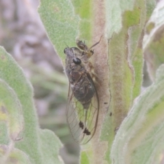 Galanga labeculata (Double-spotted cicada) at Pine Island to Point Hut - 31 Jan 2021 by michaelb