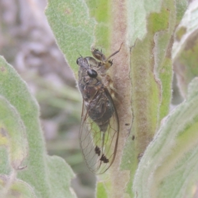 Galanga labeculata (Double-spotted cicada) at Greenway, ACT - 31 Jan 2021 by MichaelBedingfield