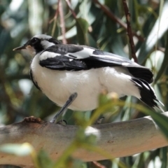 Grallina cyanoleuca (Magpie-lark) at Deakin, ACT - 28 Feb 2021 by JackyF