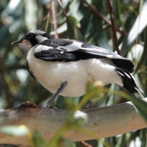 Grallina cyanoleuca at Deakin, ACT - 28 Feb 2021 01:42 PM