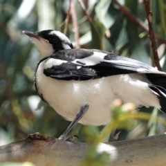 Grallina cyanoleuca at Deakin, ACT - 28 Feb 2021 01:42 PM