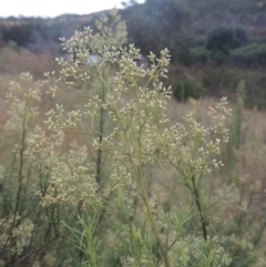 Cassinia quinquefaria (Rosemary Cassinia) at Pine Island to Point Hut - 31 Jan 2021 by michaelb