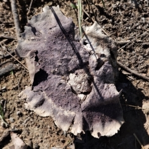 Calvatia cyathiformis at Deakin, ACT - 26 Feb 2021 10:06 AM