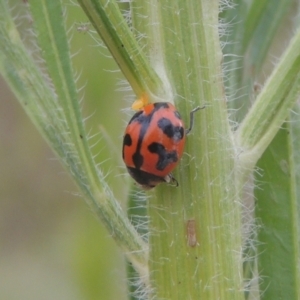 Coccinella transversalis at Greenway, ACT - 31 Jan 2021