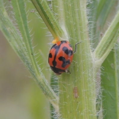 Coccinella transversalis (Transverse Ladybird) at Pine Island to Point Hut - 31 Jan 2021 by michaelb