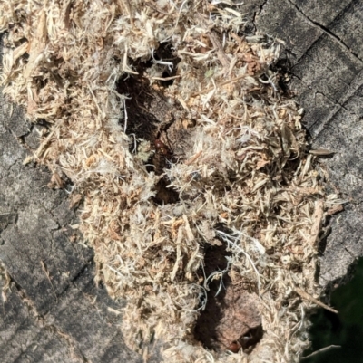 Papyrius nitidus (Shining Coconut Ant) at Hughes, ACT - 27 Feb 2021 by JackyF