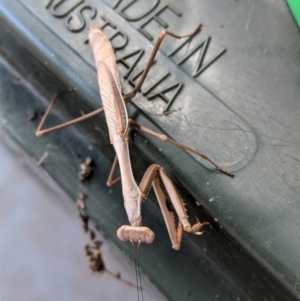 Pseudomantis albofimbriata at Hughes, ACT - 26 Feb 2021