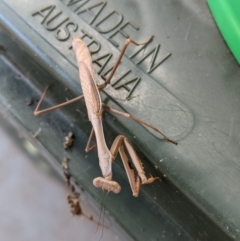 Pseudomantis albofimbriata at Hughes, ACT - 26 Feb 2021