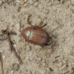 Anoplognathus sp. (genus) (Unidentified Christmas beetle) at Rendezvous Creek, ACT - 3 Mar 2021 by KMcCue