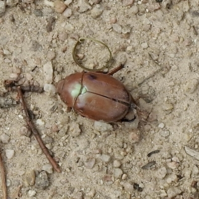 Anoplognathus sp. (genus) (Unidentified Christmas beetle) at Rendezvous Creek, ACT - 3 Mar 2021 by KMcCue