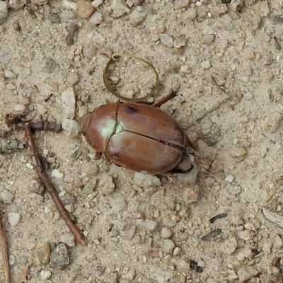 Anoplognathus sp. (genus) (Unidentified Christmas beetle) at Rendezvous Creek, ACT - 3 Mar 2021 by KMcCue