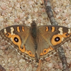 Junonia villida at Booth, ACT - 3 Mar 2021 03:02 PM