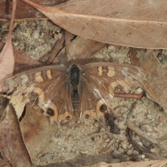 Junonia villida at Booth, ACT - 3 Mar 2021