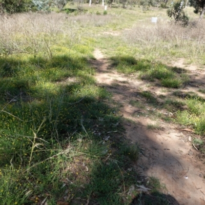 Calotis lappulacea (Yellow Burr Daisy) at Hughes, ACT - 2 Mar 2021 by JackyF