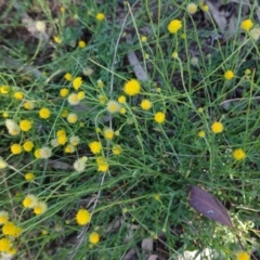 Calotis lappulacea at Hughes, ACT - 2 Mar 2021