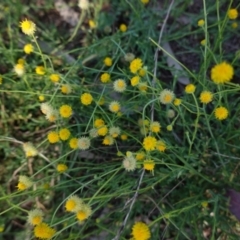 Calotis lappulacea at Hughes, ACT - 2 Mar 2021