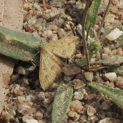 Scopula rubraria (Reddish Wave, Plantain Moth) at Booth, ACT - 3 Mar 2021 by KMcCue