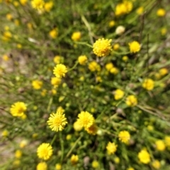 Calotis lappulacea at Deakin, ACT - 3 Mar 2021 11:02 AM