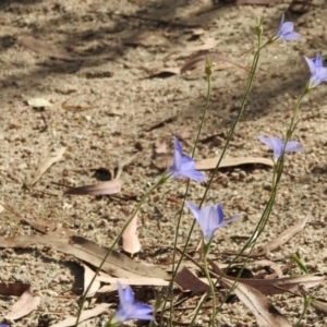 Wahlenbergia sp. at Booth, ACT - 3 Mar 2021 03:49 PM