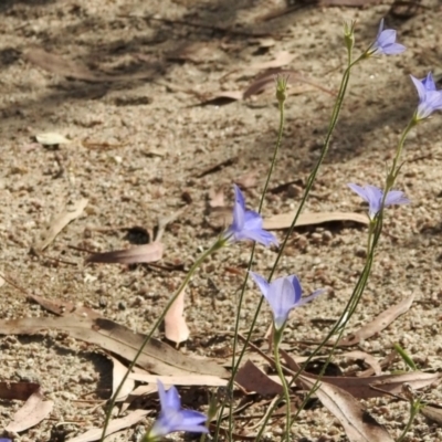 Wahlenbergia sp. (Bluebell) at Booth, ACT - 3 Mar 2021 by KMcCue