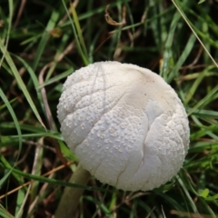 Lepiota s.l. at Mongarlowe, NSW - 3 Mar 2021 by LisaH