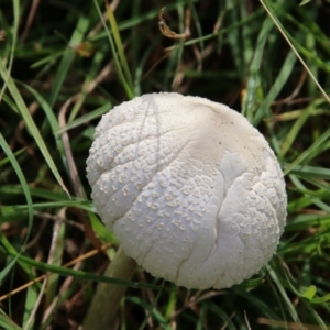 Lepiota s.l. at Mongarlowe, NSW - 3 Mar 2021