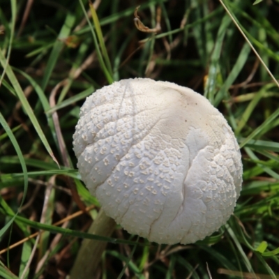 Lepiota s.l. at Mongarlowe, NSW - 3 Mar 2021 by LisaH