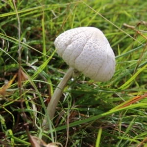 Lepiota s.l. at Mongarlowe, NSW - 3 Mar 2021