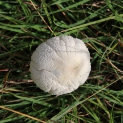 Lepiota s.l. at Mongarlowe, NSW - 3 Mar 2021