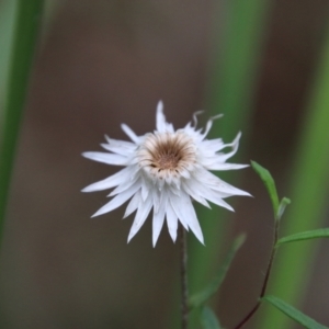 Helichrysum leucopsideum at Mongarlowe, NSW - suppressed