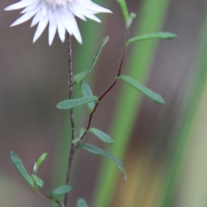 Helichrysum leucopsideum at Mongarlowe, NSW - 3 Mar 2021