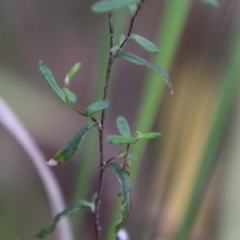 Helichrysum leucopsideum at Mongarlowe, NSW - suppressed