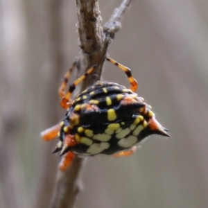 Austracantha minax at Mongarlowe, NSW - 3 Mar 2021