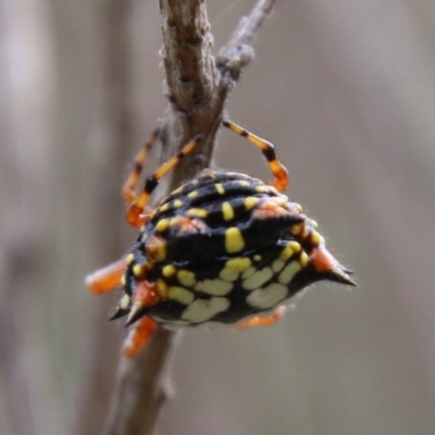 Austracantha minax (Christmas Spider, Jewel Spider) at Mongarlowe, NSW - 3 Mar 2021 by LisaH