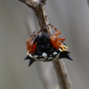 Austracantha minax at Mongarlowe, NSW - 3 Mar 2021