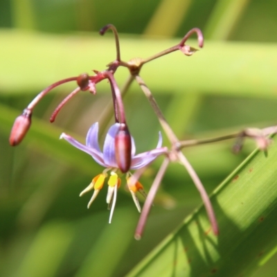 Dianella sp. aff. longifolia (Benambra) (Pale Flax Lily, Blue Flax Lily) at Mongarlowe River - 3 Mar 2021 by LisaH