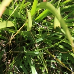 Dianella sp. aff. longifolia (Benambra) at Mongarlowe, NSW - suppressed