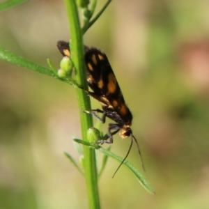 Asura (genus) at Mongarlowe, NSW - 3 Mar 2021