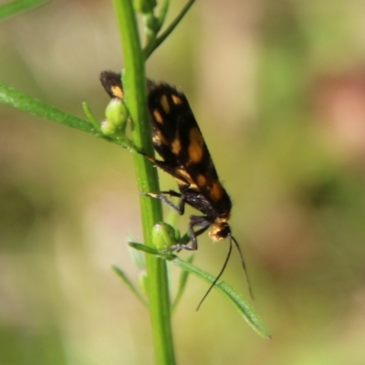 Asura (genus) (a Tiger moth) at Mongarlowe River - 3 Mar 2021 by LisaH